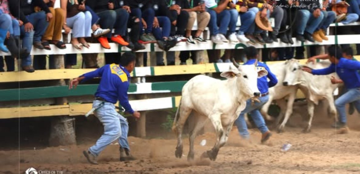 FASMIN Rodeo Skills: Cattle Events