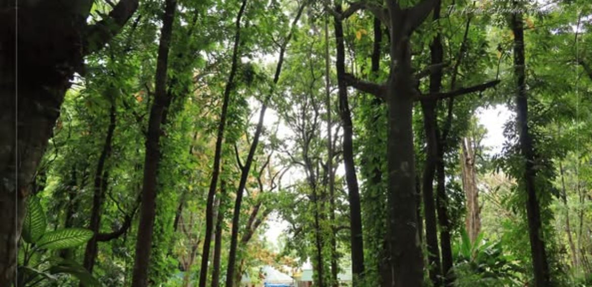 Happy International Day of Forests!